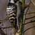 Lesser Spotted Woodpecker